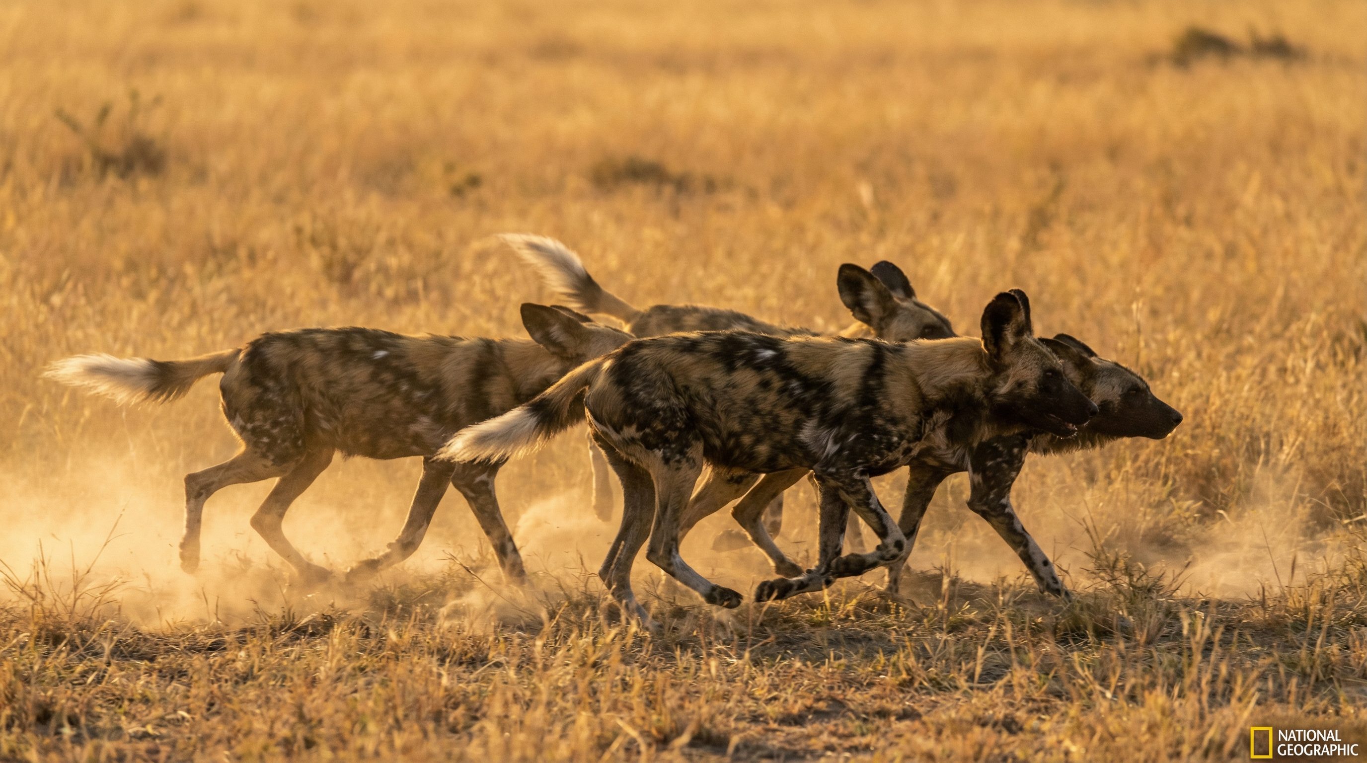 反差动物科普社区