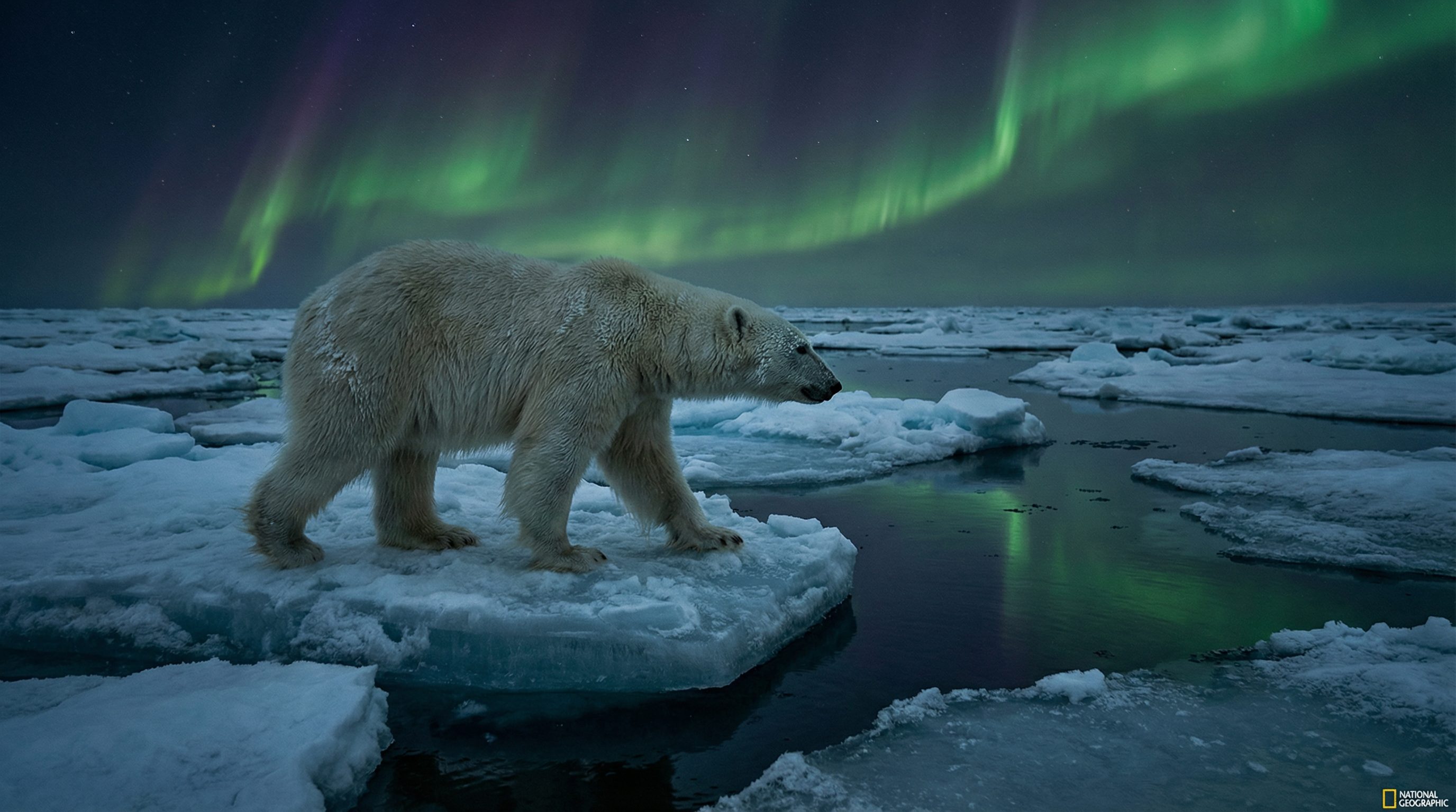 反差视频：北极熊视频